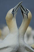 Northern Gannet