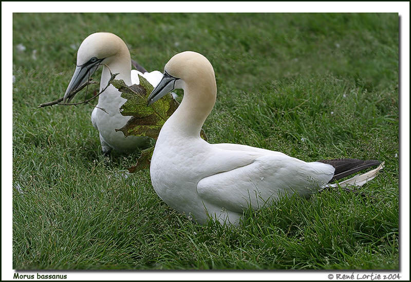 Northern Gannet