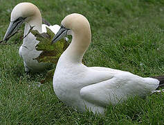 Northern Gannet