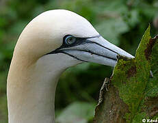 Northern Gannet