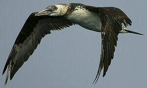 Northern Gannet