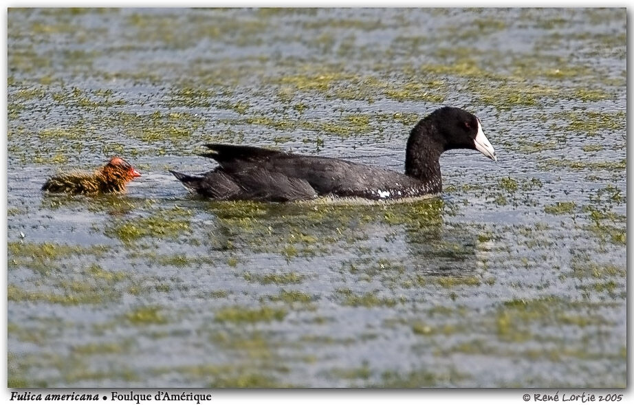 American Coot