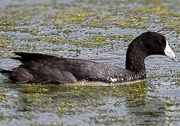 American Coot