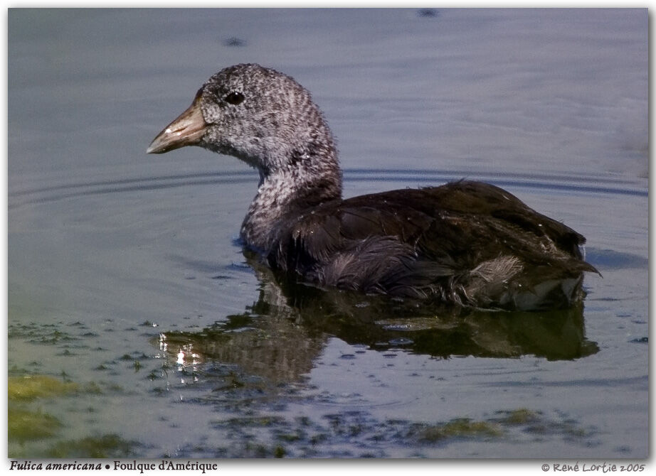 American Coot