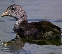 American Coot