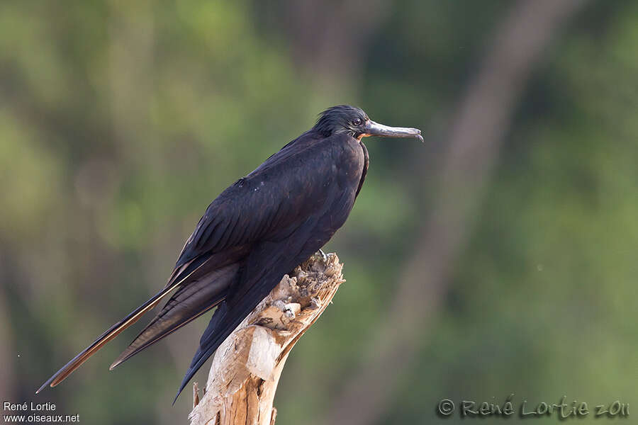 Magnificent Frigatebird male adult, identification