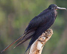 Magnificent Frigatebird