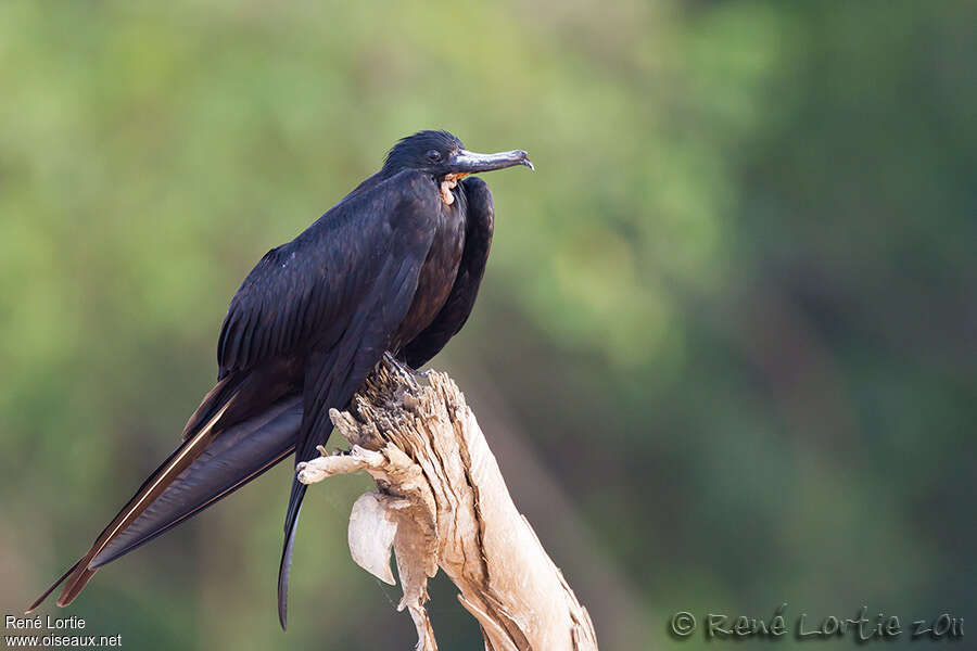 Magnificent Frigatebirdadult, identification