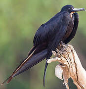 Magnificent Frigatebird