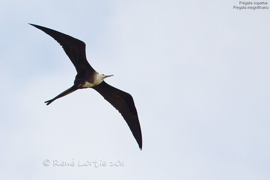 Magnificent Frigatebirdadult, Flight