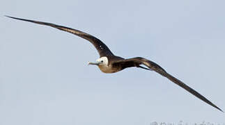 Magnificent Frigatebird