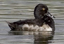 Ring-necked Duck