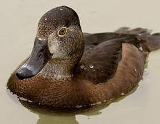 Ring-necked Duck