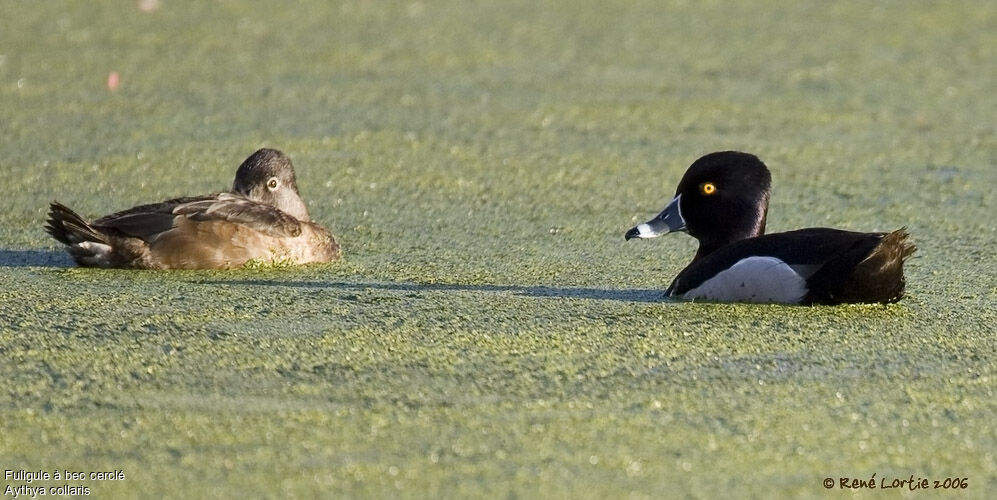 Ring-necked Duckadult breeding