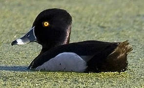 Ring-necked Duck