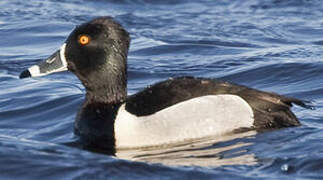 Ring-necked Duck