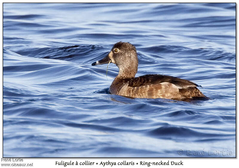 Ring-necked Duck female adult breeding, identification, pigmentation, swimming, eats