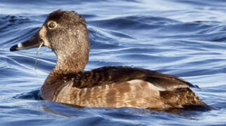 Ring-necked Duck