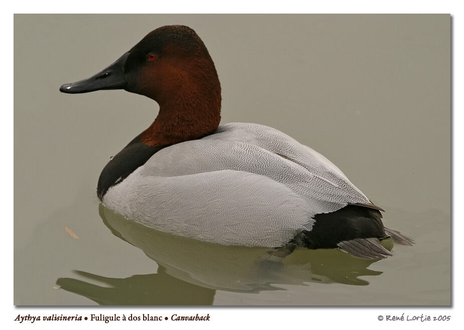 Canvasback