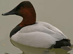 Canvasback