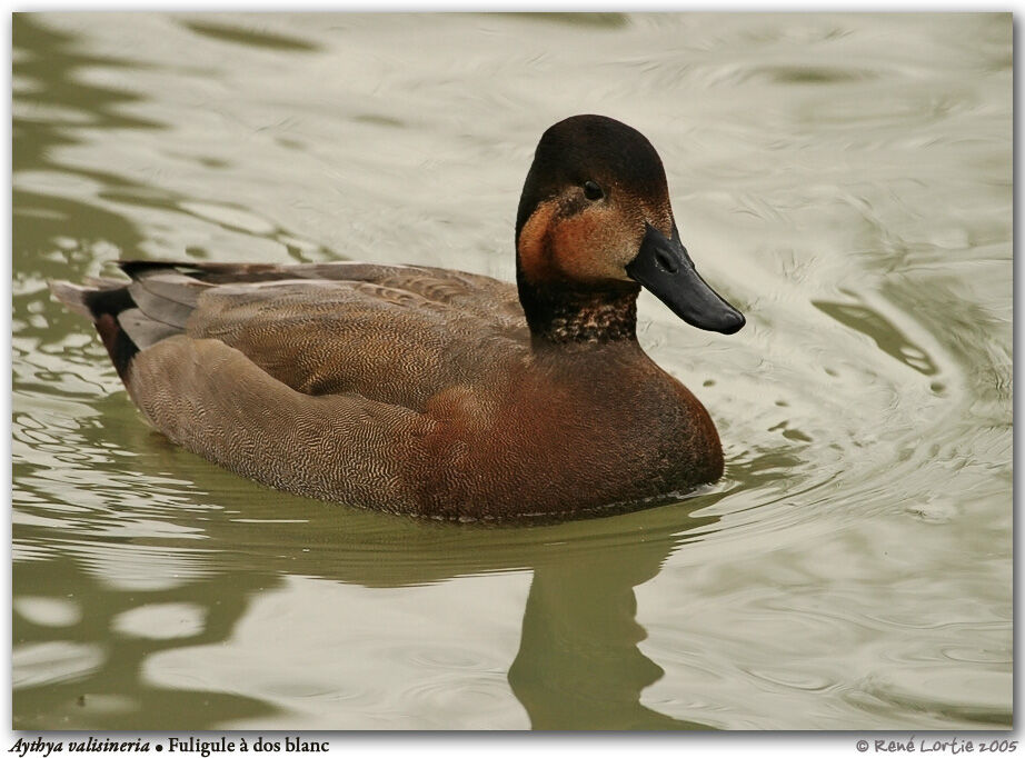 Canvasback