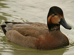 Canvasback