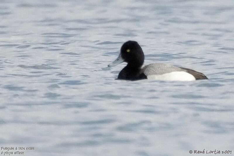 Lesser Scaup male adult