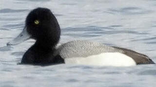 Lesser Scaup