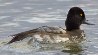 Lesser Scaup