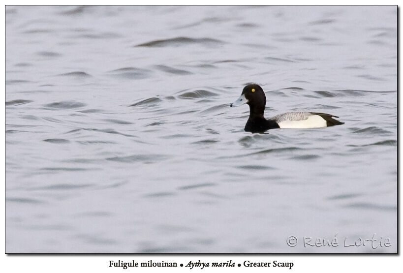 Greater Scaup male adult