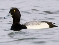 Greater Scaup