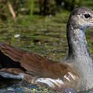 Gallinule d'Amérique