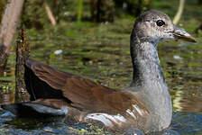 Gallinule d'Amérique