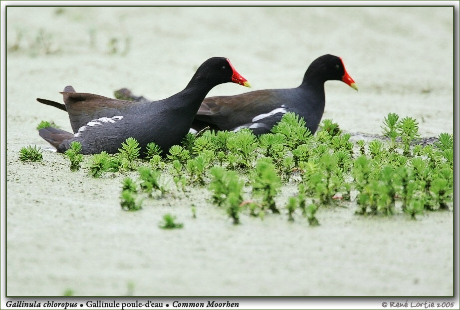 Common Moorhen