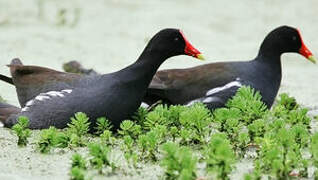 Common Moorhen