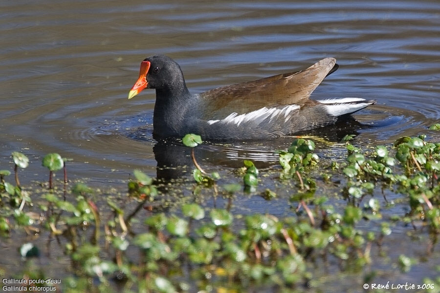 Gallinule poule-d'eau