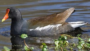 Gallinule poule-d'eau