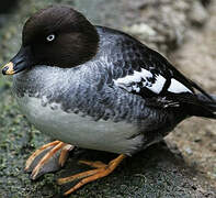 Common Goldeneye