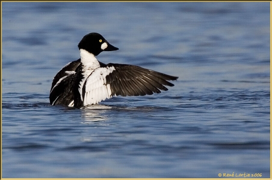 Common Goldeneye