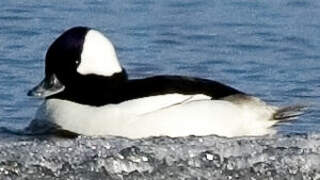 Bufflehead