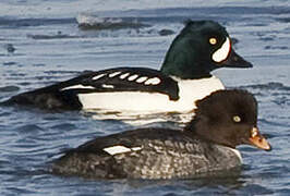 Barrow's Goldeneye