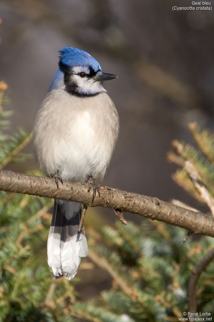 Blue Jay