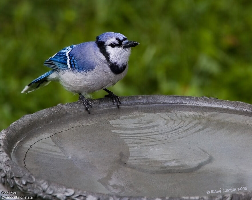 Blue Jay