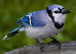 Geai bleu