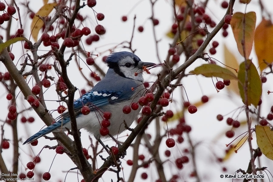 Blue Jay