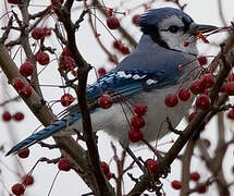 Blue Jay