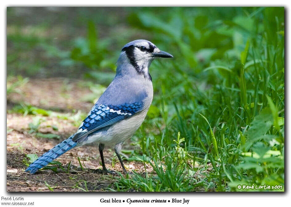 Blue Jayadult, identification