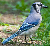 Blue Jay