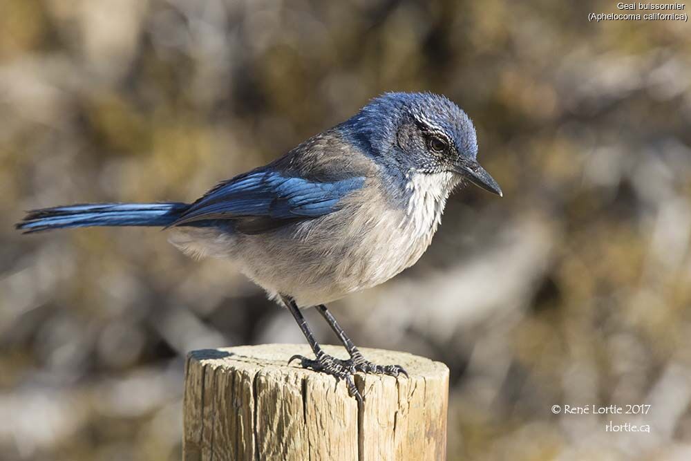 California Scrub Jayadult