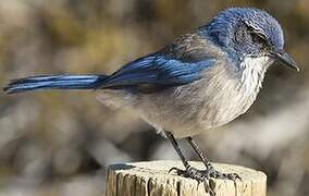 California Scrub Jay